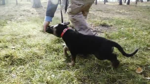 Allenamento Cuccioli Cuccioli Cane Pastore Formazione Fin Dalla Tenera Età — Video Stock