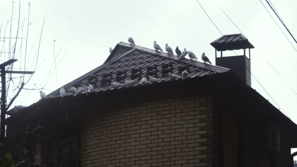 Evin Çatısı Güvercinler Üzerinde Oturuyorsun Evin Çatısı — Stok video