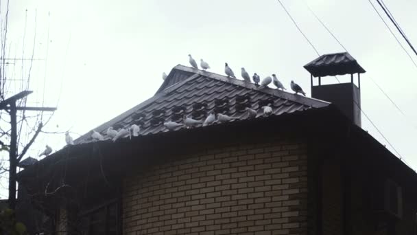 Toit Maison Toit Maison Sur Laquelle Les Pigeons Sont Assis — Video