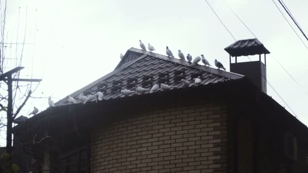 Střecha domu. Střecha domu, na kterém se sedí holubi