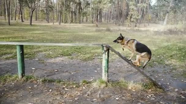 Treinamento Cães Raça Cão Pastor Treinado — Vídeo de Stock