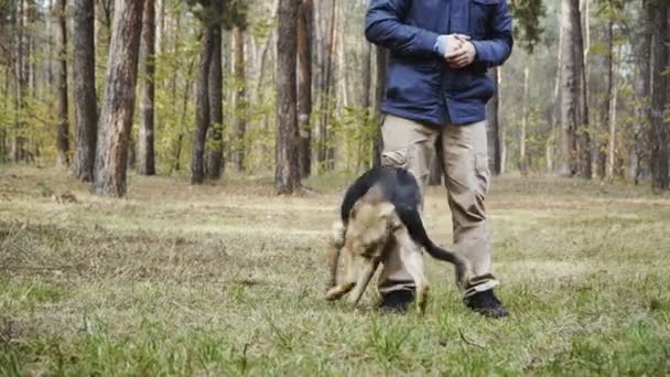 Szkolenia Psów Wyszkolony Pies Rasy Owczarek — Wideo stockowe