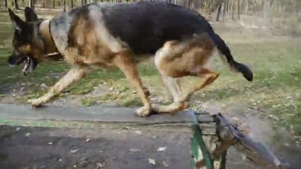 Обучение Собак Собака Овчарка — стоковое видео