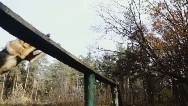 Treinamento Cães Raça Cão Pastor Treinado — Vídeo de Stock