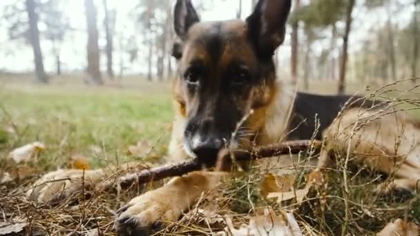 犬の品種の羊飼い 犬は棒をニブルします — ストック動画