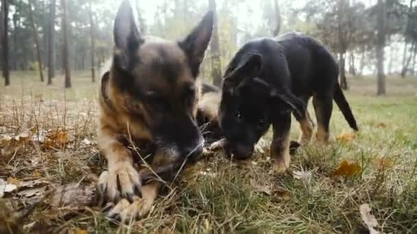 Moeder Pups Herdershond Rashonden — Stockvideo