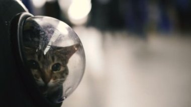 Bir porthole ile bir sırt çantası kedi