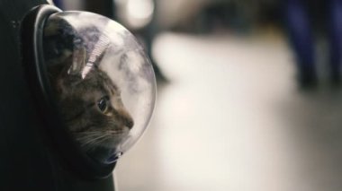 Bir porthole ile bir sırt çantası kedi