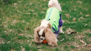 Köpek ırkı Cocker Spaniel bir top ile oynuyor