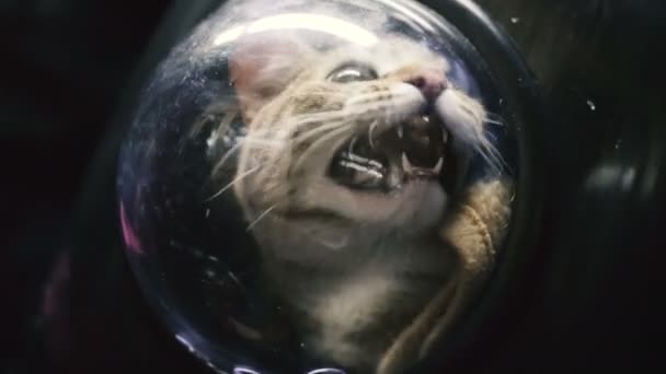 Bir Porthole Ile Bir Sırt Çantası Kedi — Stok video