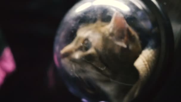 Cat Dalam Ransel Dengan Jendela Kapal — Stok Video
