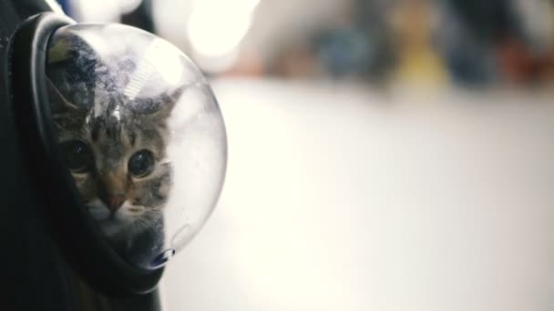 Kočka Batohu Okénkem — Stock video
