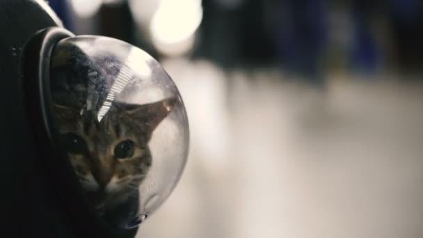 背包中的猫 带门孔 — 图库视频影像