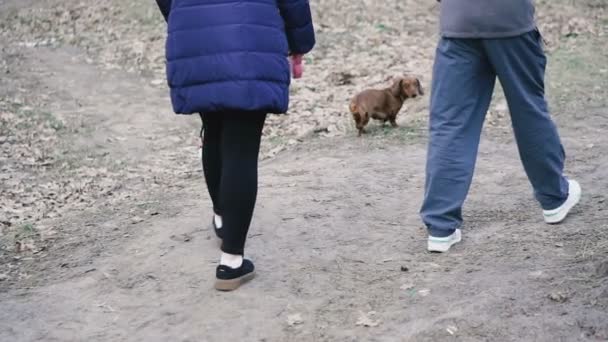 Cane Razza Bassotto Corre Attraverso Boschi — Video Stock