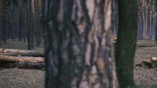 Ontbossing Pine Logs Liggen Het Bos — Stockvideo