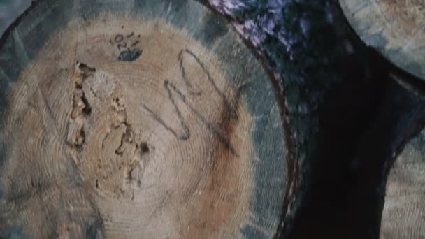 Odlesňování Piniové Klády Leží Lese — Stock video