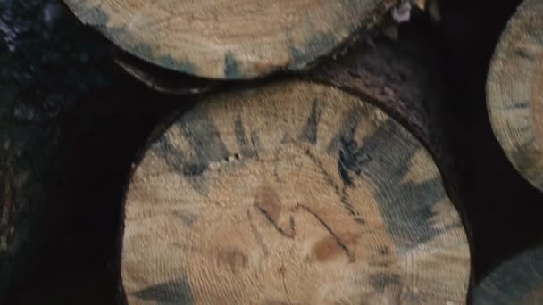 Deforestation Pine Logs Lie Forest — Stock Video