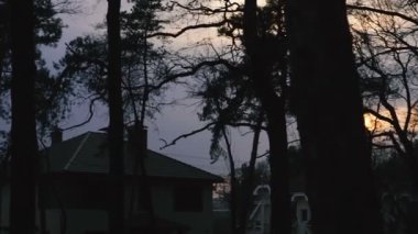 Gece. Gün batımında orman