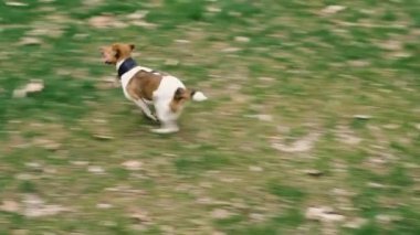 Jack Russell cins köpek bir top ile oynarken