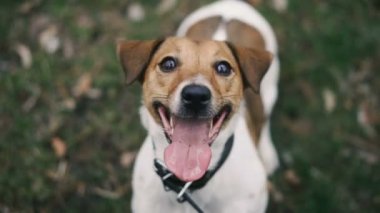 Jack Russell köpek namlu farklı yönlere bakar