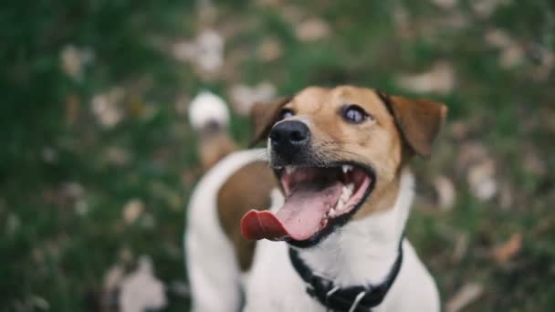 Jack Russell Dog Nospartiet Ser Olika Riktningar — Stockvideo
