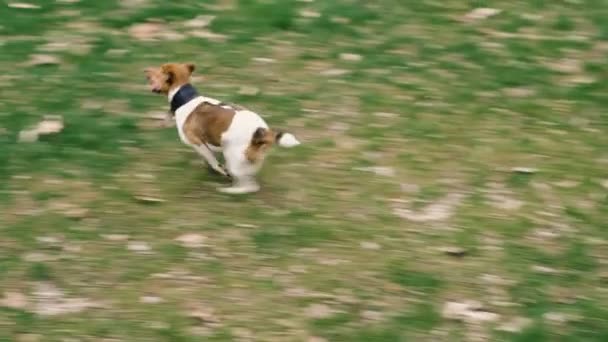 Jack Russell Breed Hund Leker Med Boll — Stockvideo