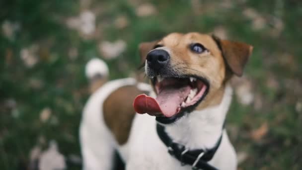 Jack Russell Kutya Szájkosár Néz Különböző Irányokba — Stock videók