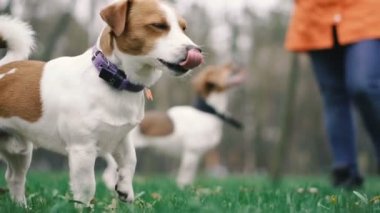 Jack Russell köpek namlu farklı yönlere bakar