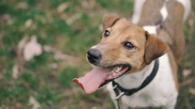 Jack Russell köpek namlu farklı yönlere bakar