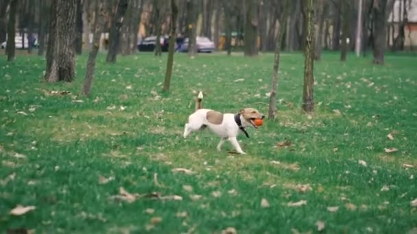 Джек Рассел Разводит Собаку Играющую Мячом — стоковое видео