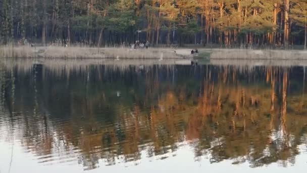 Lago Parque Pinos — Vídeos de Stock