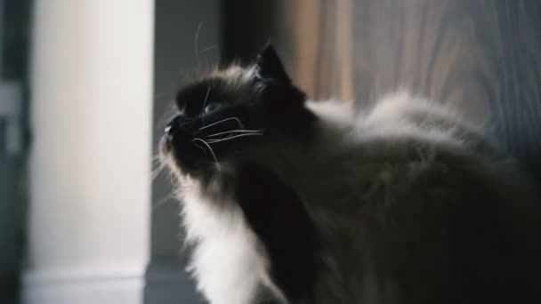 Εγχώρια Γάτα Ξύσιμο Του Αυτιού Του — Αρχείο Βίντεο