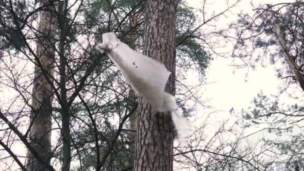 森の松の木に掛かっているビニール袋 — ストック動画