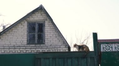 Çit kedi evin yakınında Ukrayna eski ev oturur