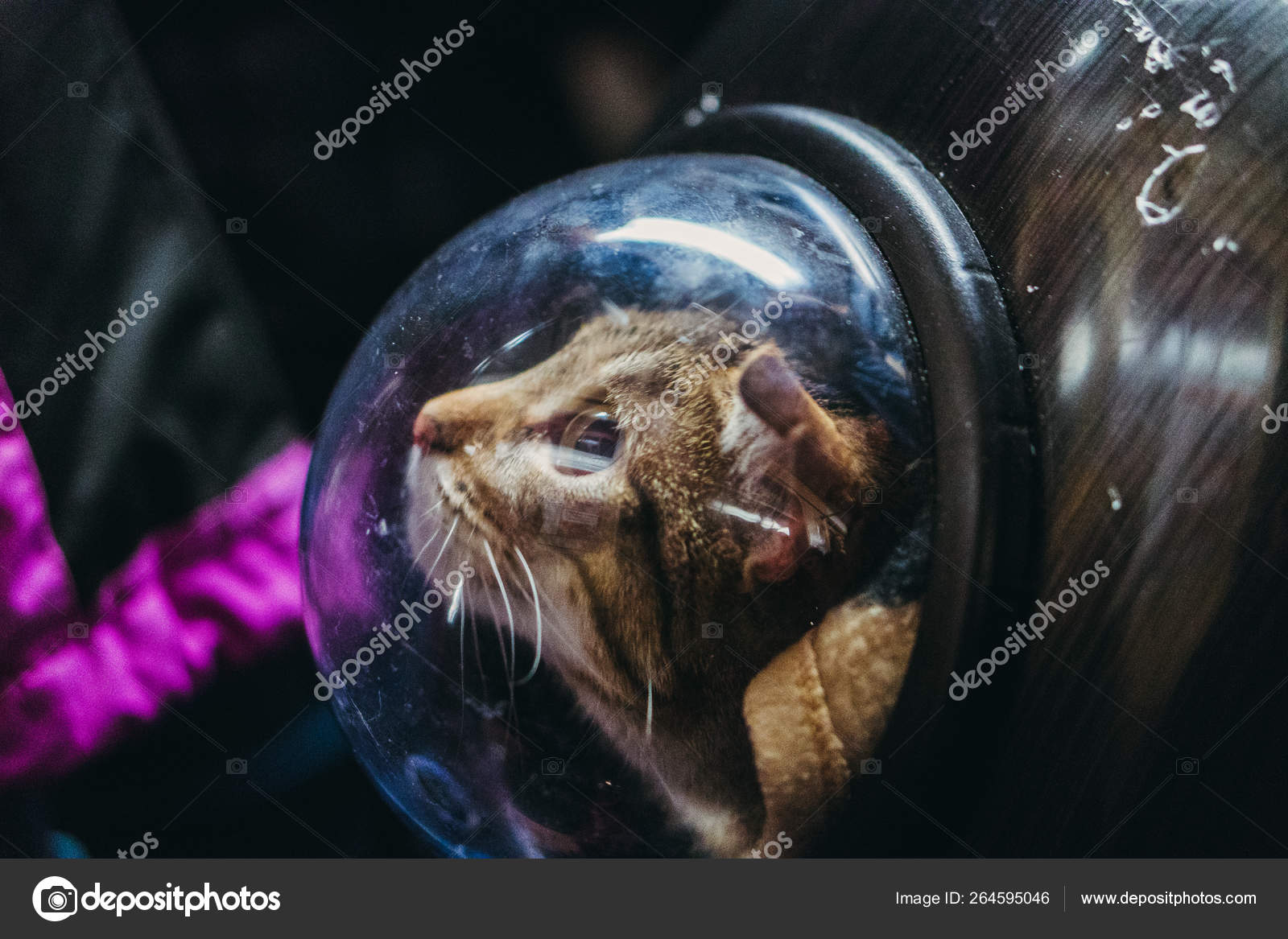 cat porthole backpack