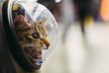 Bir porthole ile bir sırt çantası kedi