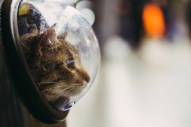 Bir porthole ile bir sırt çantası kedi