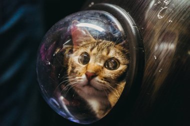 Bir porthole ile bir sırt çantası kedi