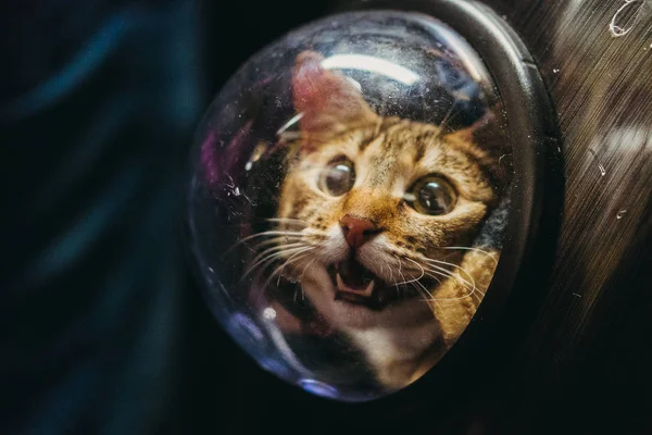Cat in a backpack with a porthole — Stock Photo, Image