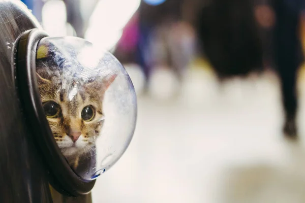 Cat in a backpack with a porthole
