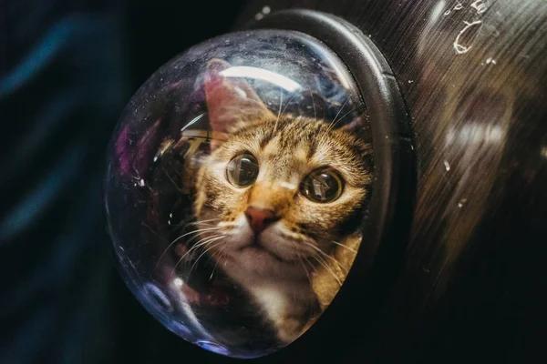 Bir porthole ile bir sırt çantası kedi — Stok fotoğraf