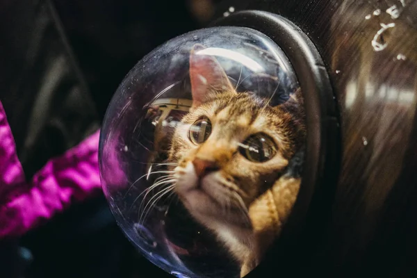 Cat in a backpack with a porthole