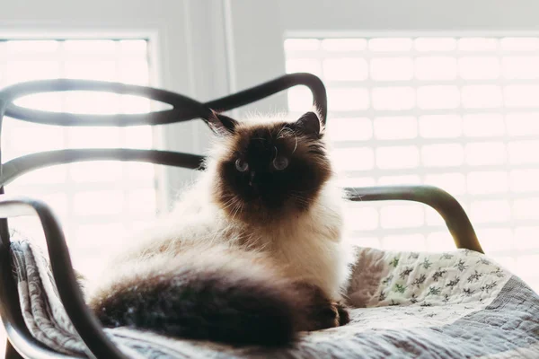 Домашній кіт дряпає вухо — стокове фото