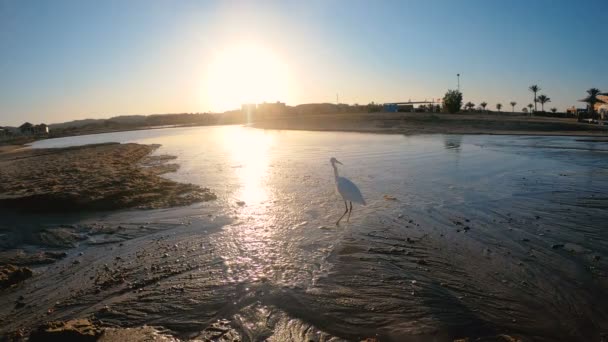 Héron Héron Égyptien Occidental Est Recherche Nourriture Près Mer Rouge — Video