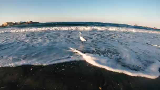 Garza Garza Egipcia Occidental Está Buscando Comida Cerca Del Mar — Vídeo de stock