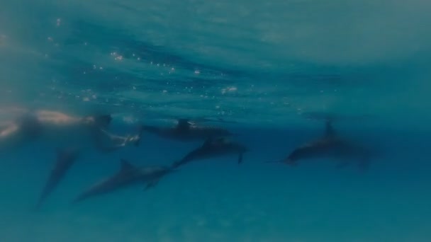 与海豚自拍 那家伙在公海上和海豚一起游泳 用动作相机拍摄它们 — 图库视频影像