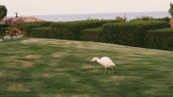 Green Flowerbed Green Flowerbed Which Birds Walk — Stock Video