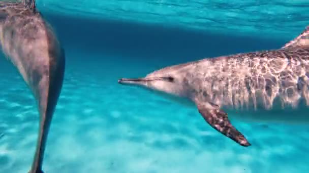 与海豚自拍 那家伙在公海上和海豚一起游泳 用动作相机拍摄它们 — 图库视频影像