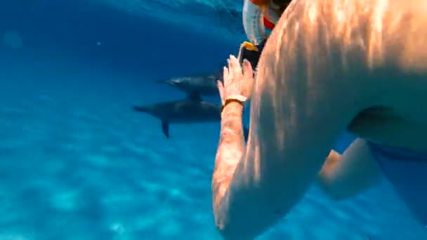 Δελφίνια Ένα Κορίτσι Κολυμπάει Δελφίνια Και Πυροβολεί Μια Κάμερα Δράσης — Αρχείο Βίντεο