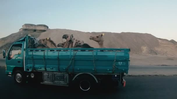 Transporte Animais Camelos São Transportados Por Caminhão — Vídeo de Stock